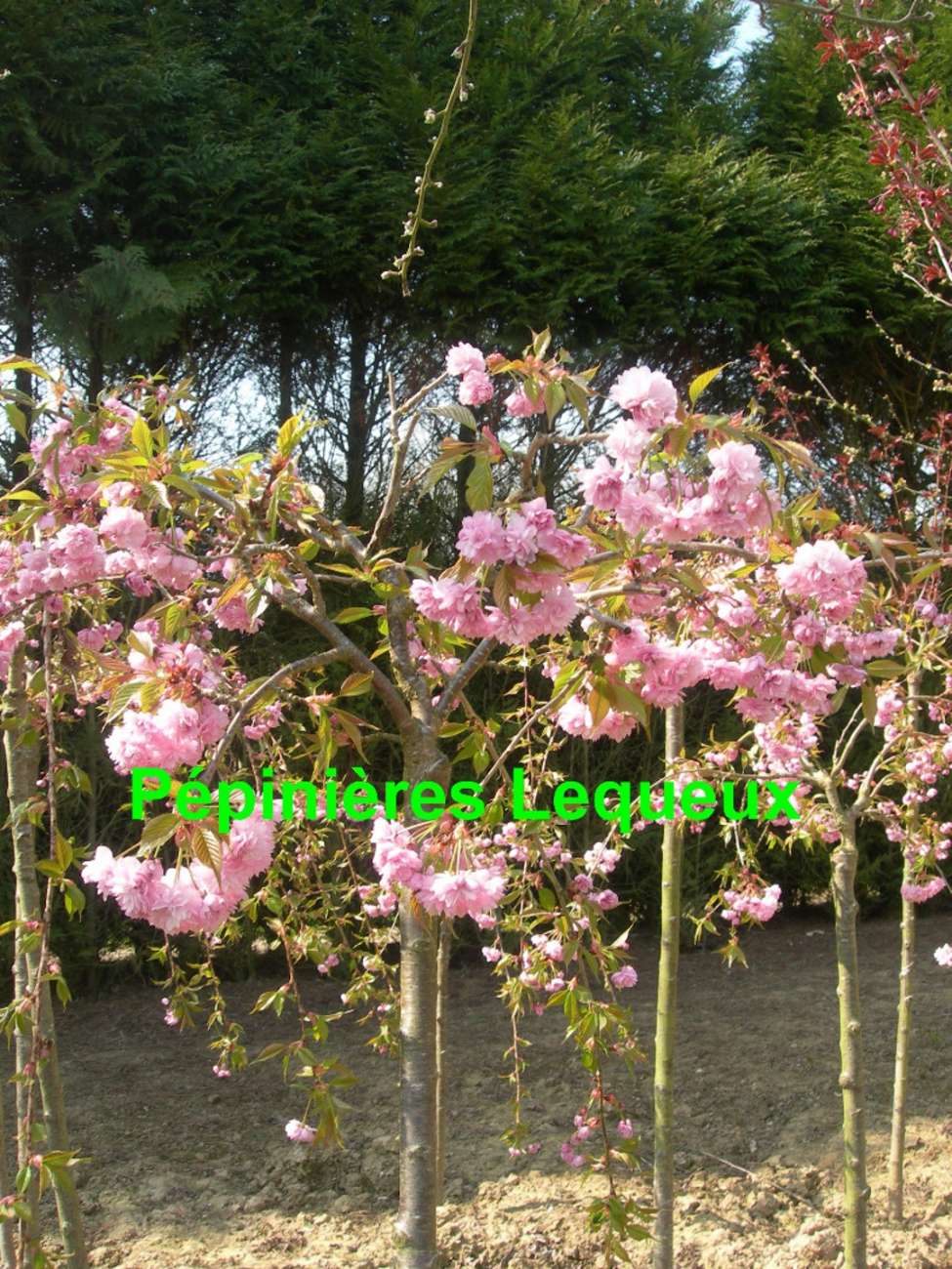 CERISIER A FLEURS